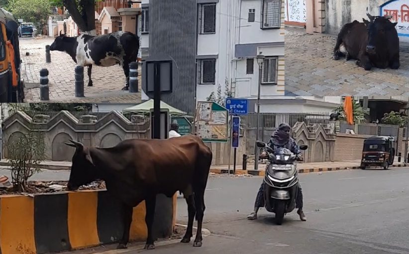 इंद्रायणीनगरमध्ये भटक्या जनावरांचा रस्यावर वावर..