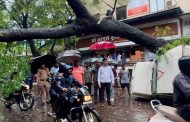 शाहूनगरमध्ये रस्त्यावर झाड कोसळले...