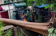रोहित्रावर झाड कोसळल्याने आग..