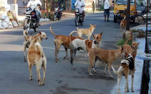 विनापरवाना कुत्री पाळणाऱ्यांवर आयुक्तांनी गुन्हे दाखल करावेत...